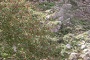 Φαράγγι της Ρόζας (άποψη) Φαράγγι της Ρόζας (άποψη)