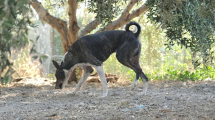 Έκθεση αναγνώρισης κρητικών λαγωνικών στον Δήμο Χερσονήσου