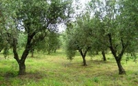 Έκτακτη προσωρινή στήριξη στους γεωργούς που κατέχουν αγροτεμάχια με καλλιέργεια ελιάς